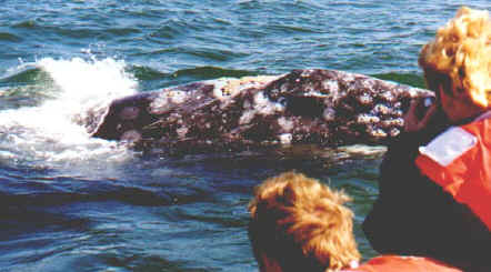 whale photo